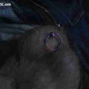 horny rings in my nuts sex