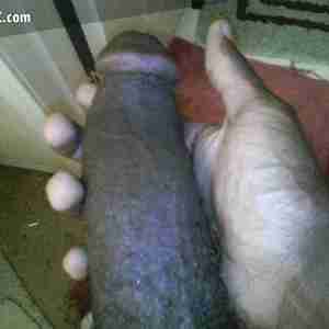 my cock and me here is my cock and my face. black dick  cock