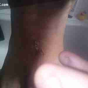 dilly fun up the bum  toys strap ons