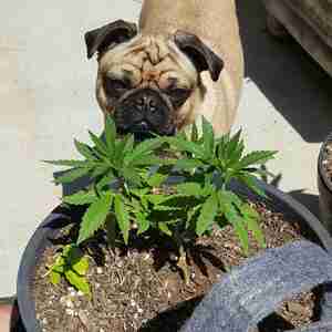 My pics Pics of me. My dogs, my plants dick pic