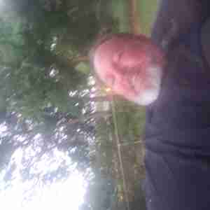 Me Hi Hi