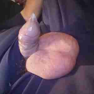 My penis Love showing my penis Penis