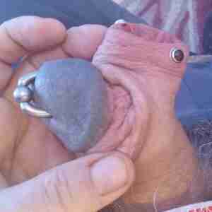 My cumstick Buttonhole Foreskin Pierced