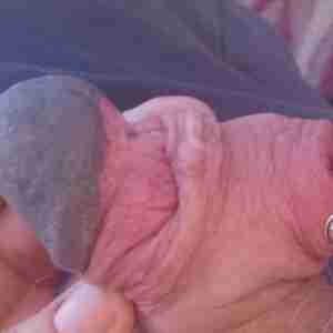 My cock Foreskin has a buttonhole piercing. The hole allows me to expose the glans or keep it covered. It is tattooed that