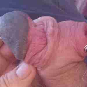 My cock Foreskin has a buttonhole piercing. The hole allows me to expose the glans or keep it covered. It is tattooed that