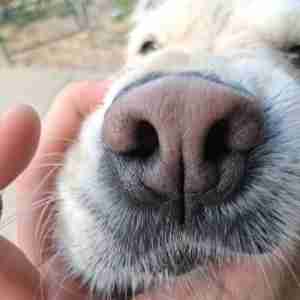 Dog photos Perfect place for photos of my dog Dogs