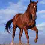 alauddin