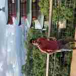 jayrie