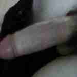mr8incher