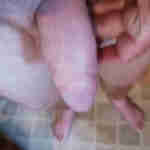 fatdick