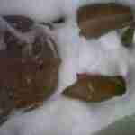 theRome